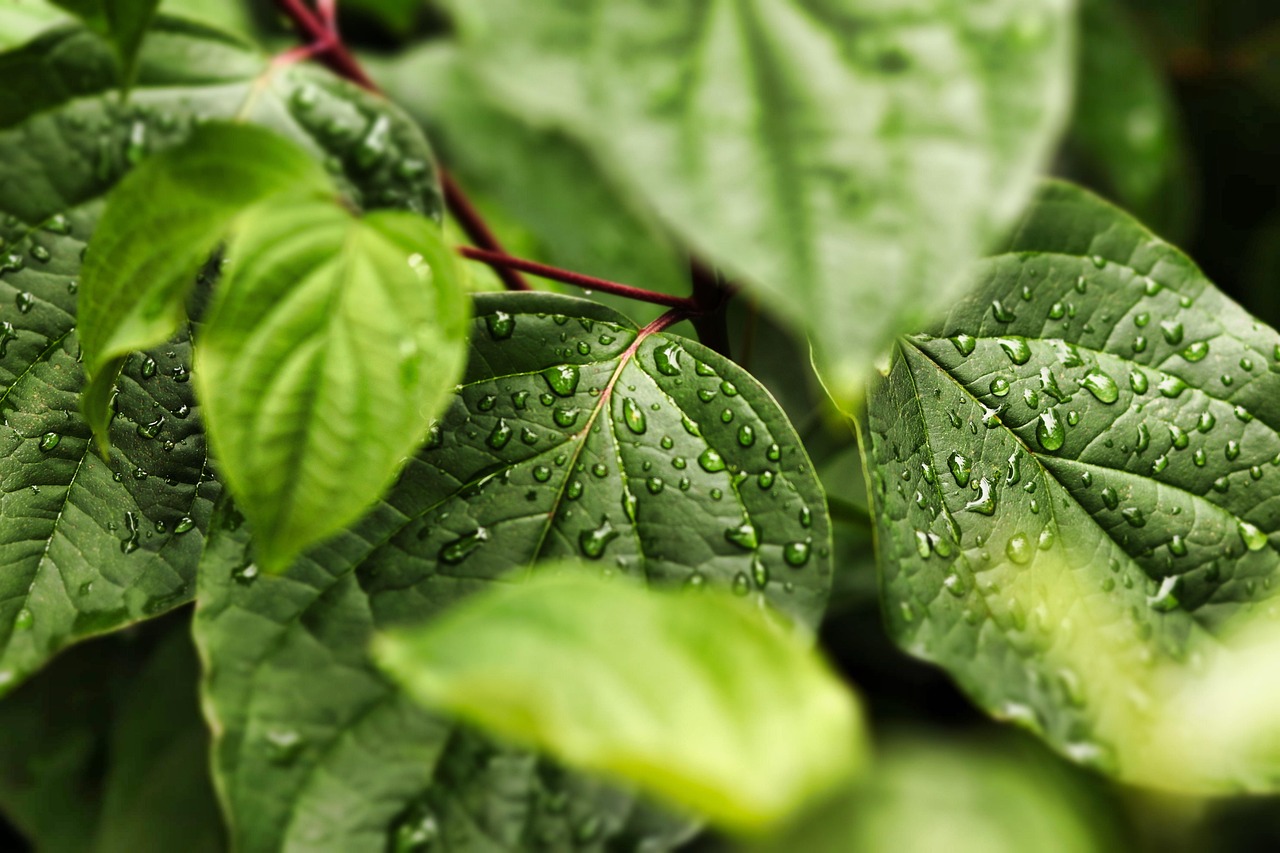 découvrez nos solutions d'emballages alimentaires écologiques, conçues pour préserver l'environnement tout en garantissant la fraîcheur et la sécurité de vos aliments.