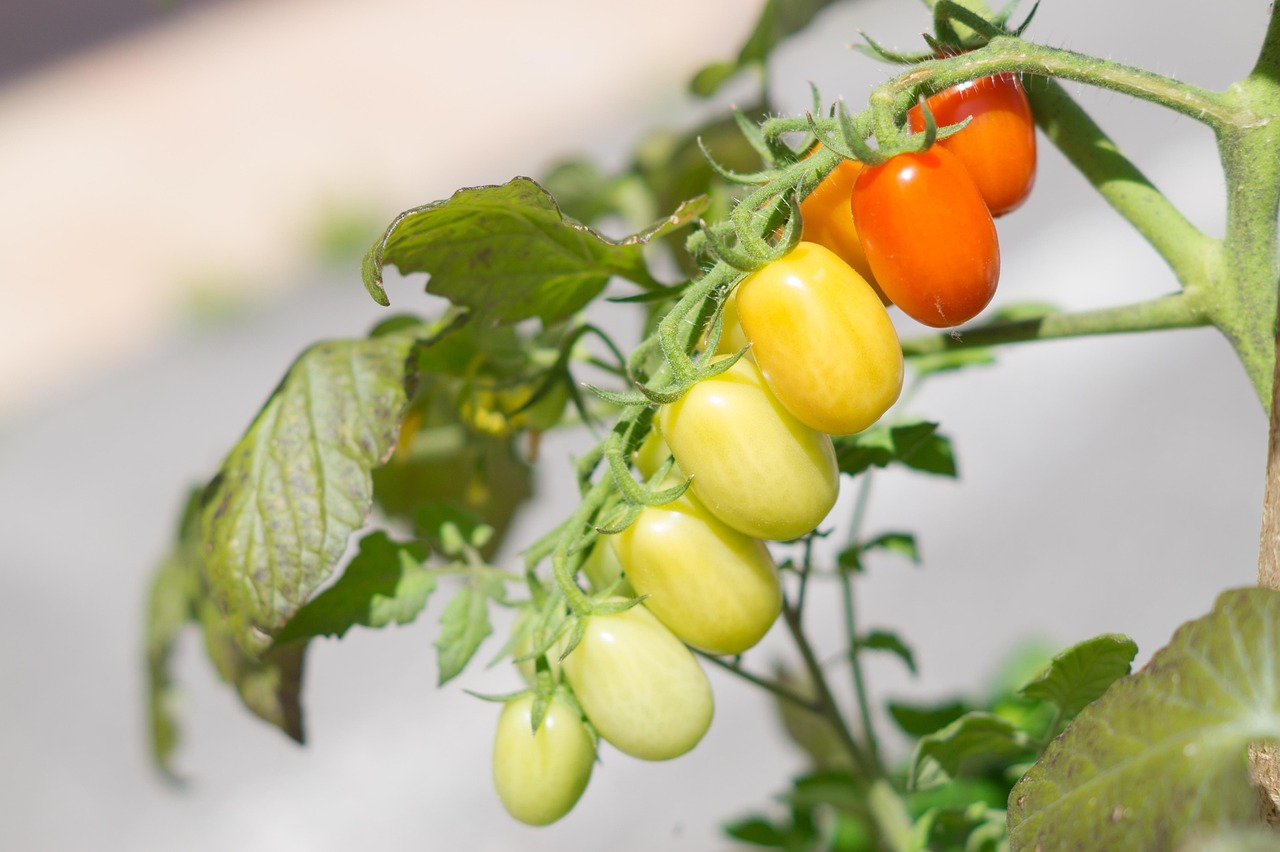 Pourquoi la cuisine méditerranéenne est-elle si bénéfique pour la santé?